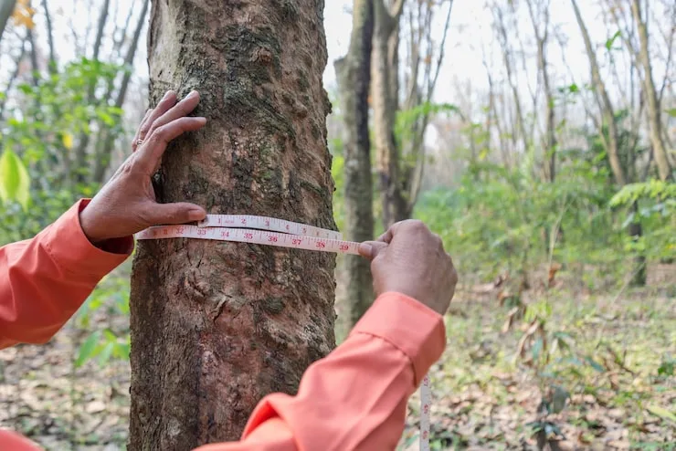 contratar laudo de arborização