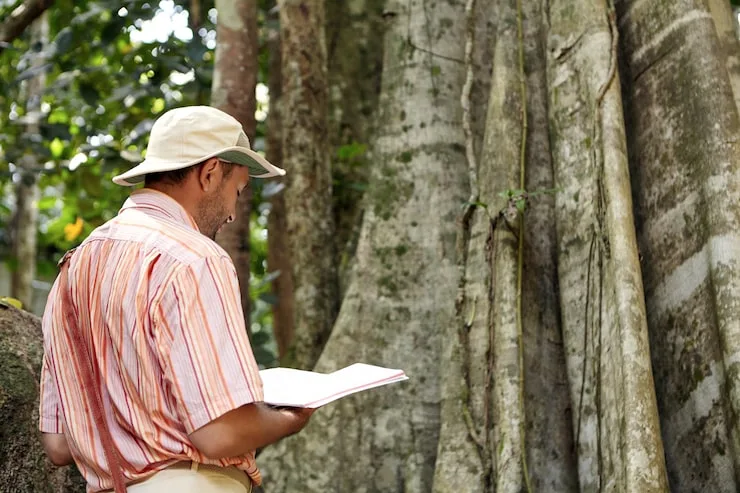 Laudo de arborização