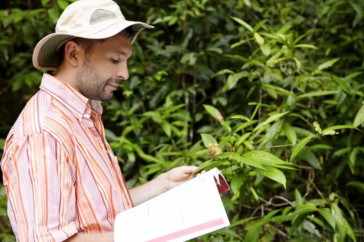 Laudo de arborização